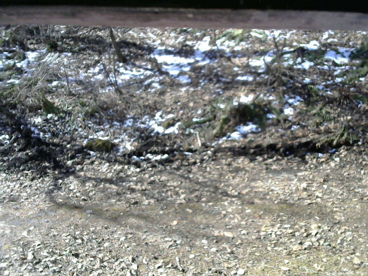 長野県菅平高原 ゆたか山荘 東側(坂下) 2026/04/09 08:15