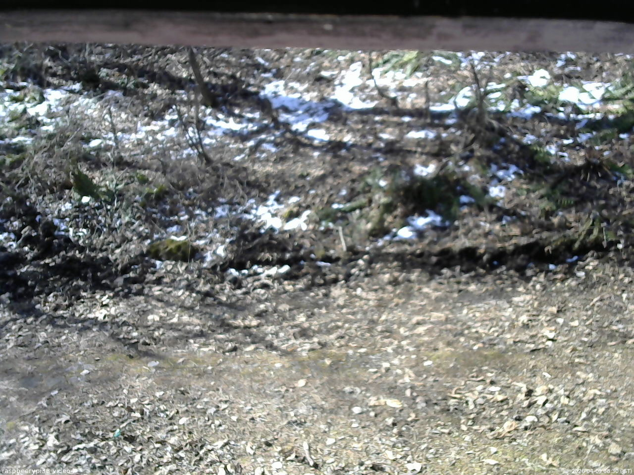 長野県菅平高原 ゆたか山荘 東側(坂下) 2026/04/09 08:30