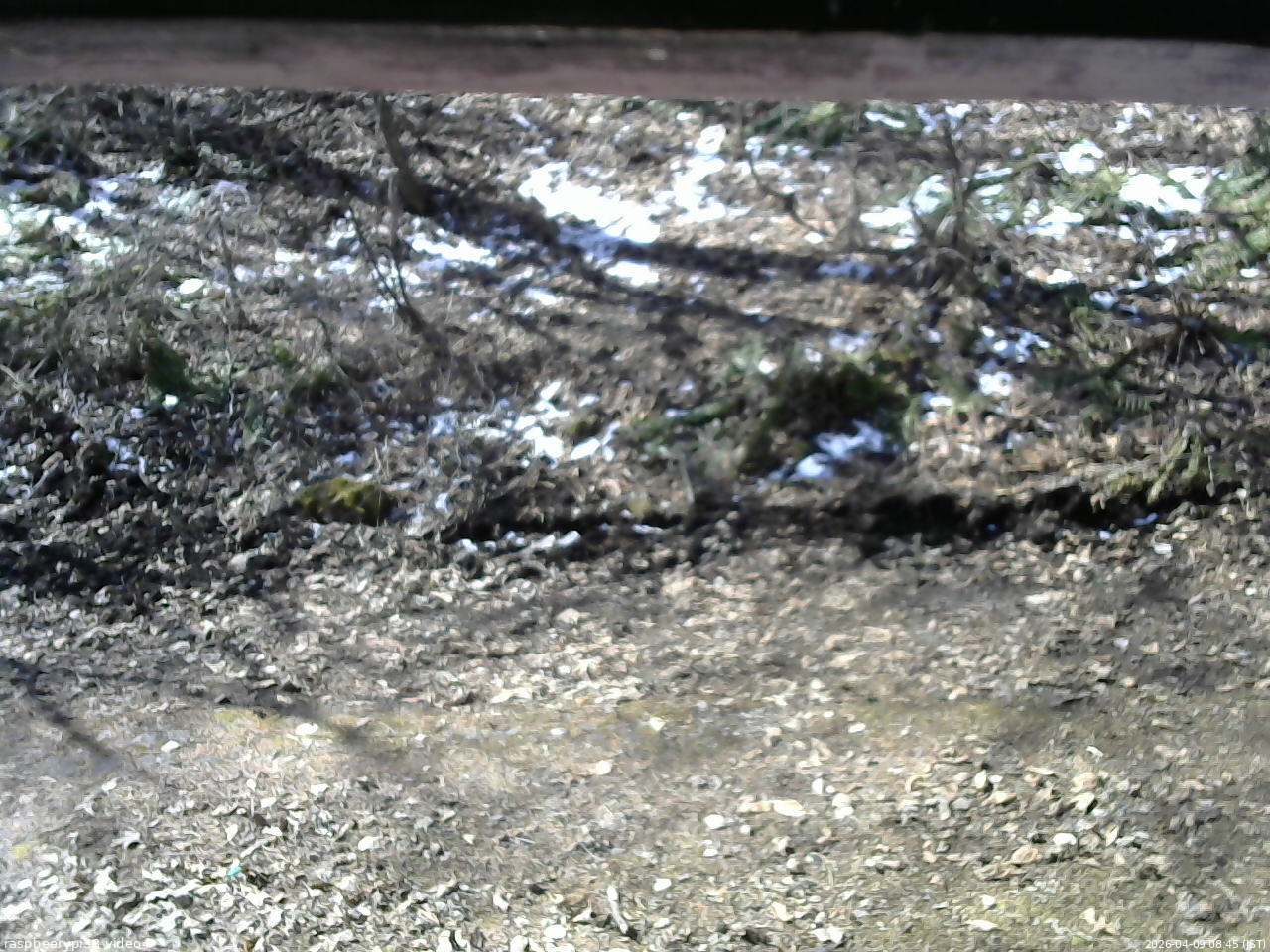 長野県菅平高原 ゆたか山荘 東側(坂下) 2026/04/09 08:45