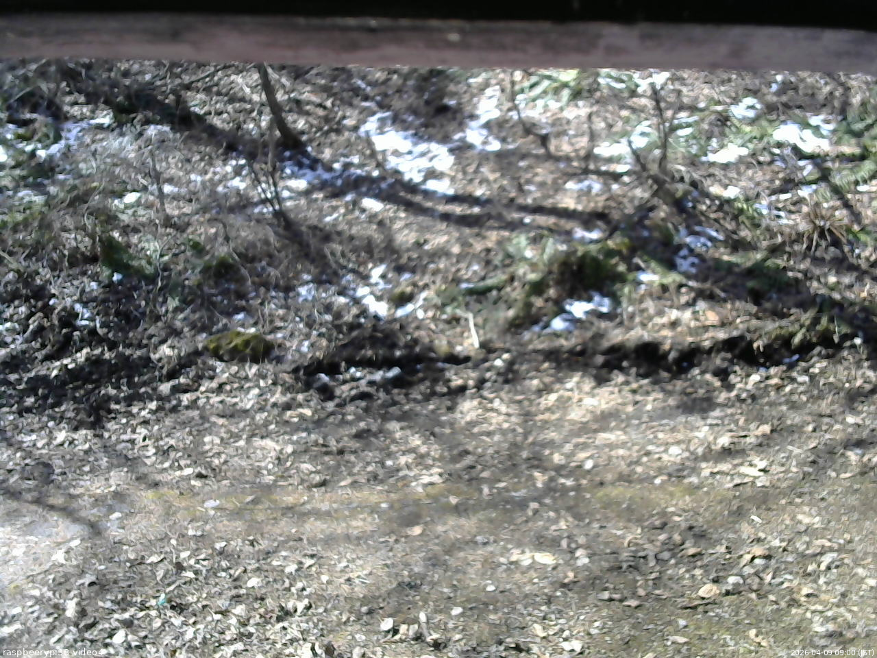 長野県菅平高原 ゆたか山荘 東側(坂下) 2026/04/09 09:00