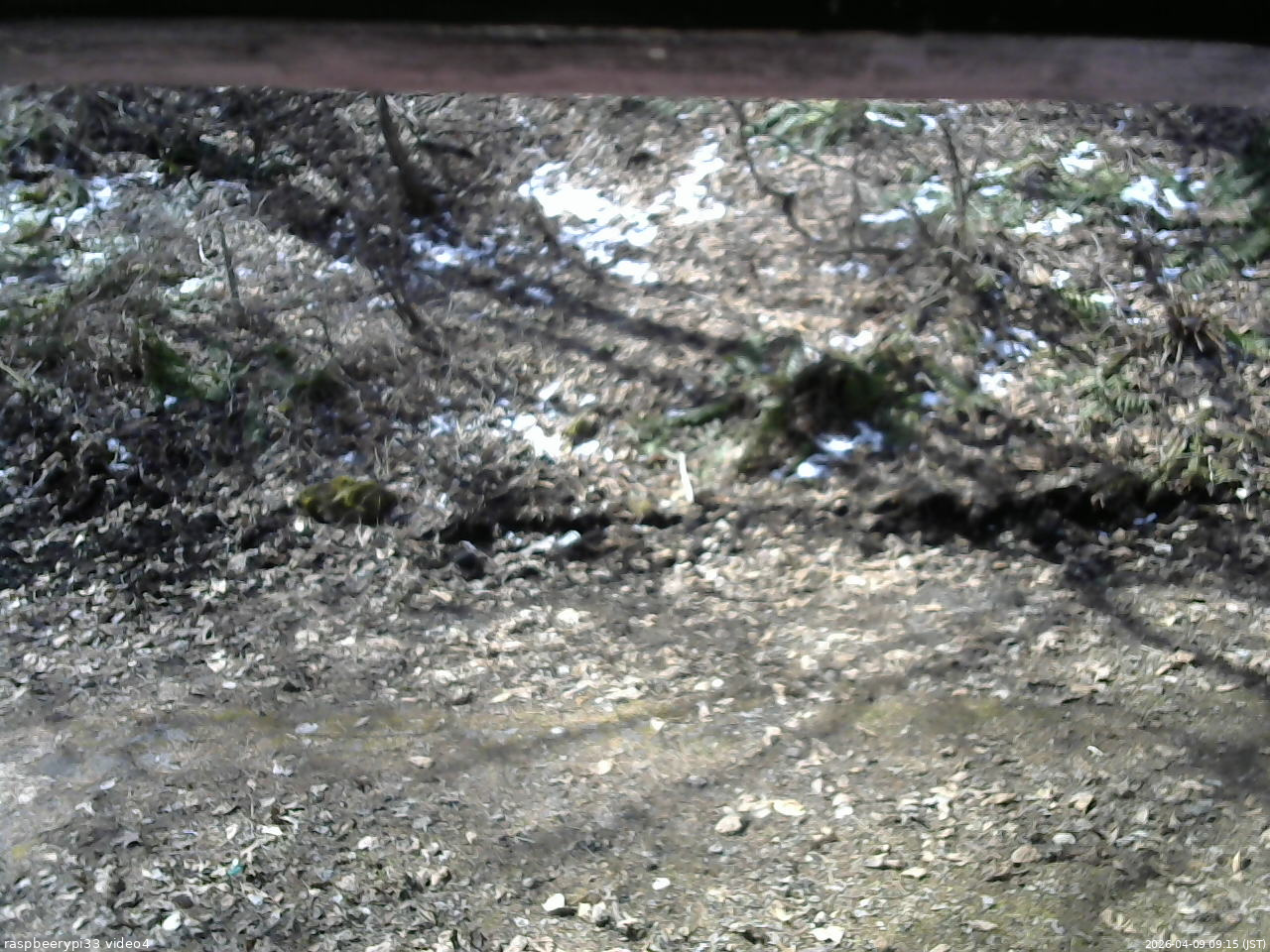 長野県菅平高原 ゆたか山荘 東側(坂下) 2026/04/09 09:15