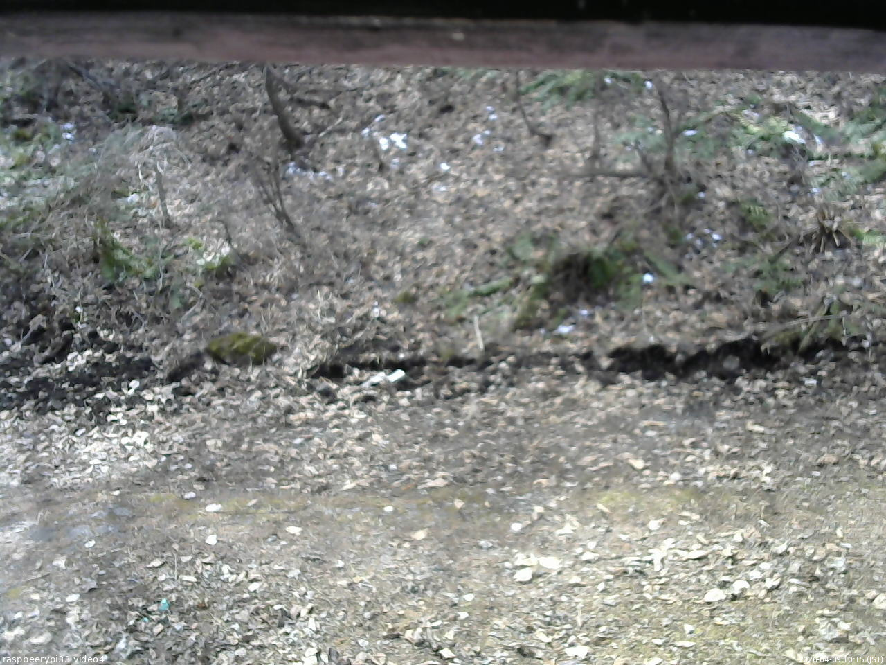 長野県菅平高原 ゆたか山荘 東側(坂下) 2026/04/09 10:15