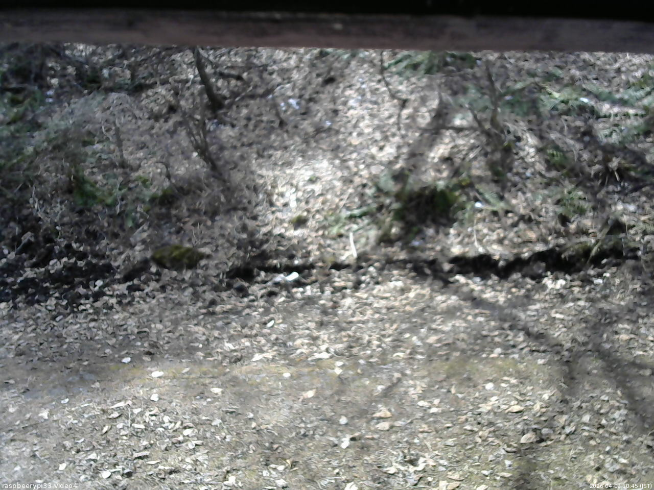 長野県菅平高原 ゆたか山荘 東側(坂下) 2026/04/09 10:45