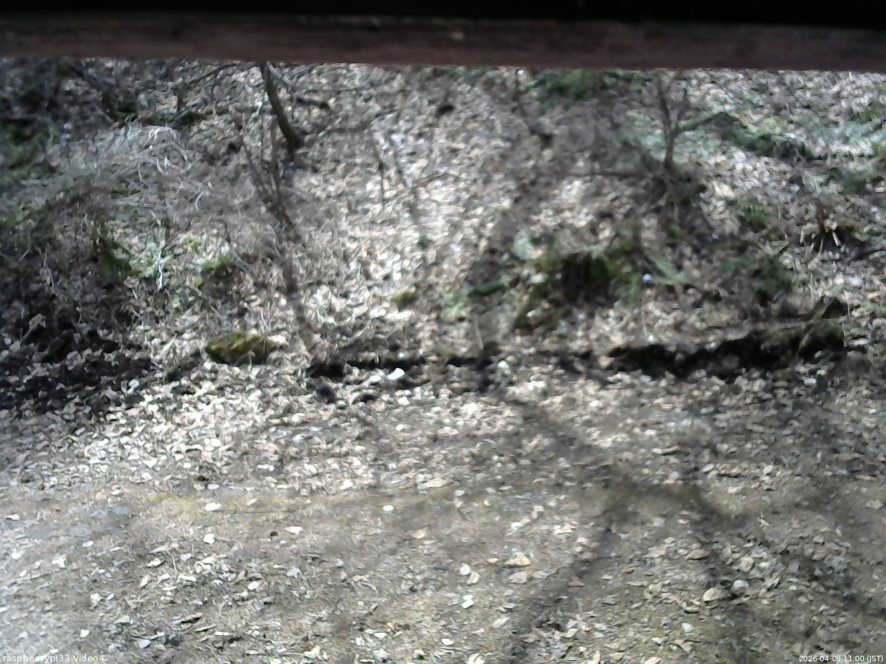 長野県菅平高原 ゆたか山荘 東側(坂下) 2026/04/09 11:00