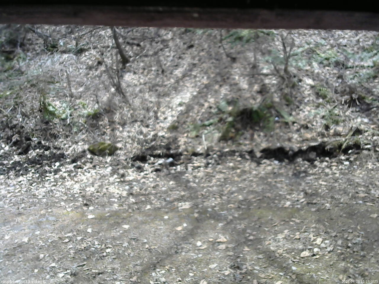 長野県菅平高原 ゆたか山荘 東側(坂下) 2026/04/09 11:15