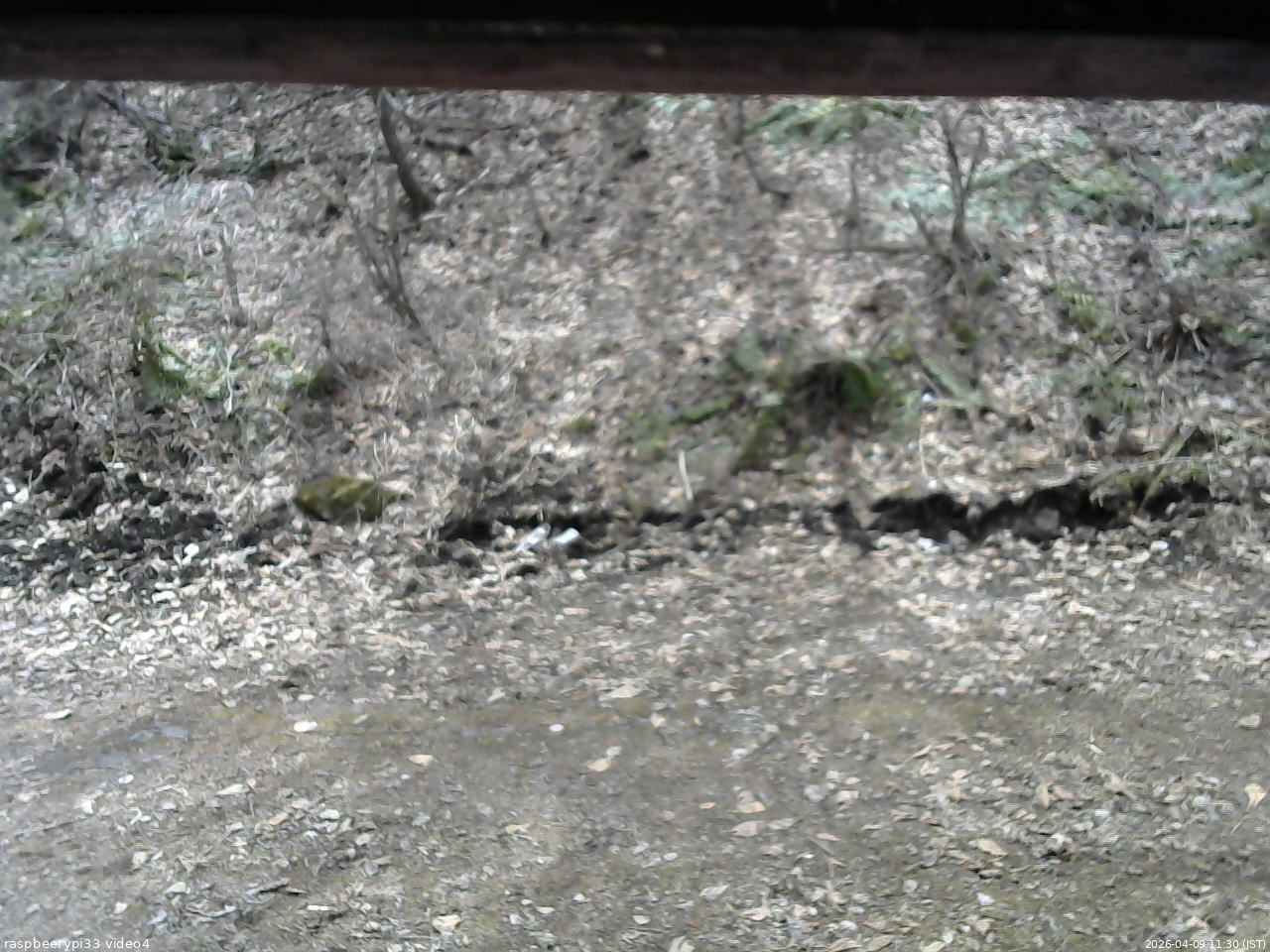 長野県菅平高原 ゆたか山荘 東側(坂下) 2026/04/09 11:30