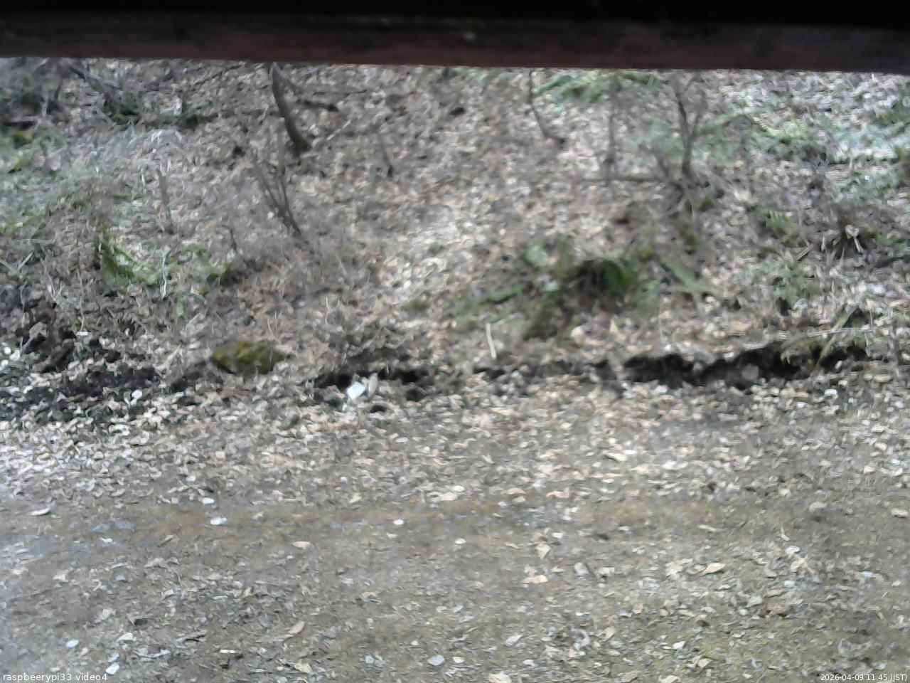 長野県菅平高原 ゆたか山荘 東側(坂下) 2026/04/09 11:45