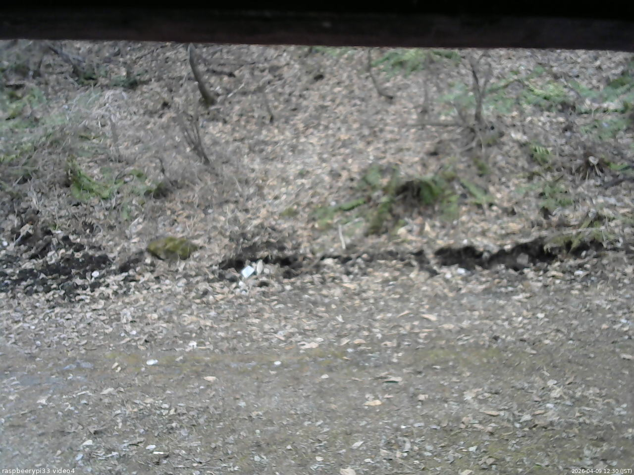 長野県菅平高原 ゆたか山荘 東側(坂下) 2026/04/09 12:30
