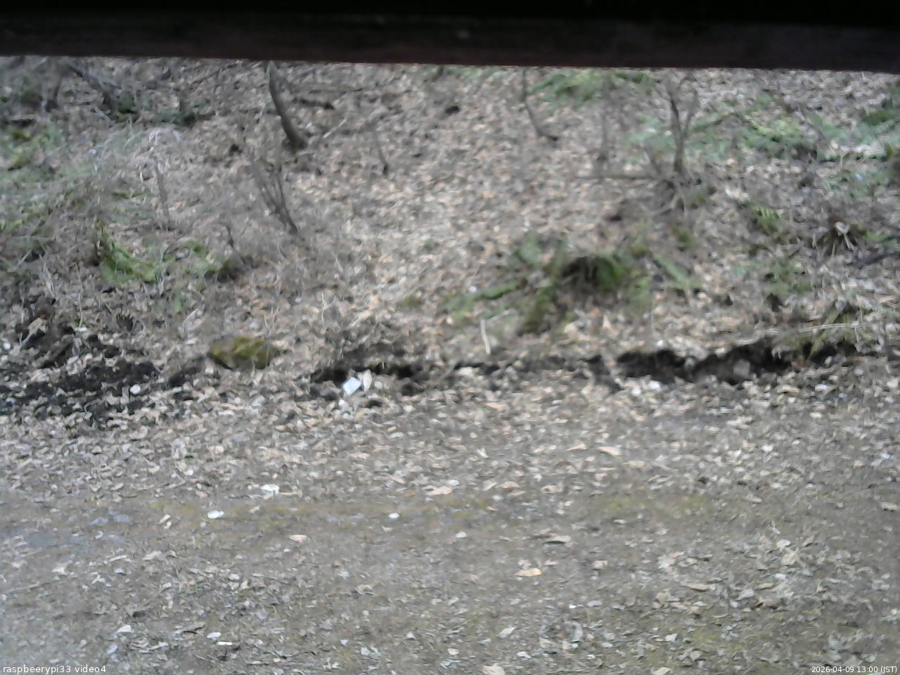 長野県菅平高原 ゆたか山荘 東側(坂下) 2026/04/09 13:00