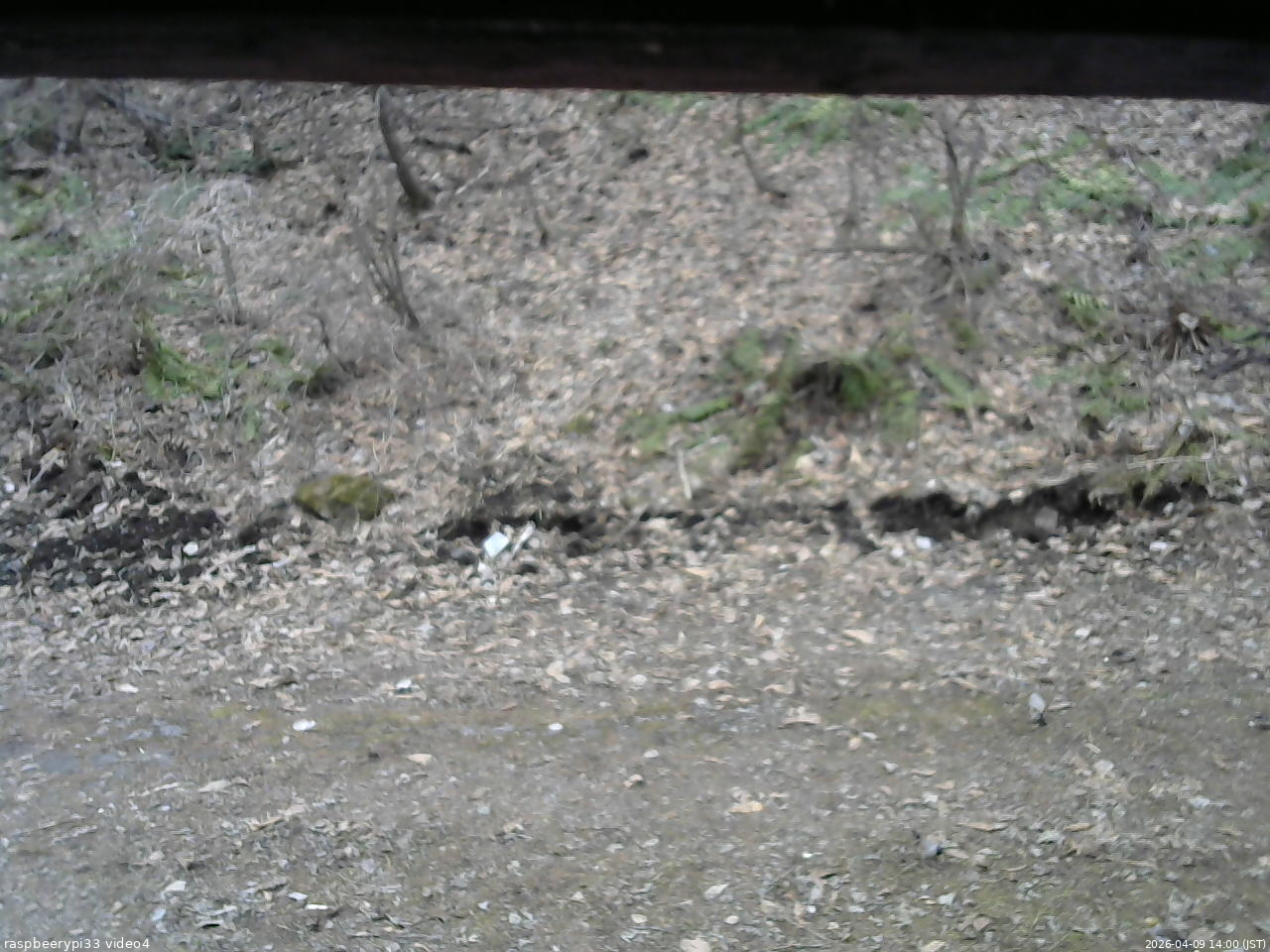長野県菅平高原 ゆたか山荘 東側(坂下) 2026/04/09 14:00