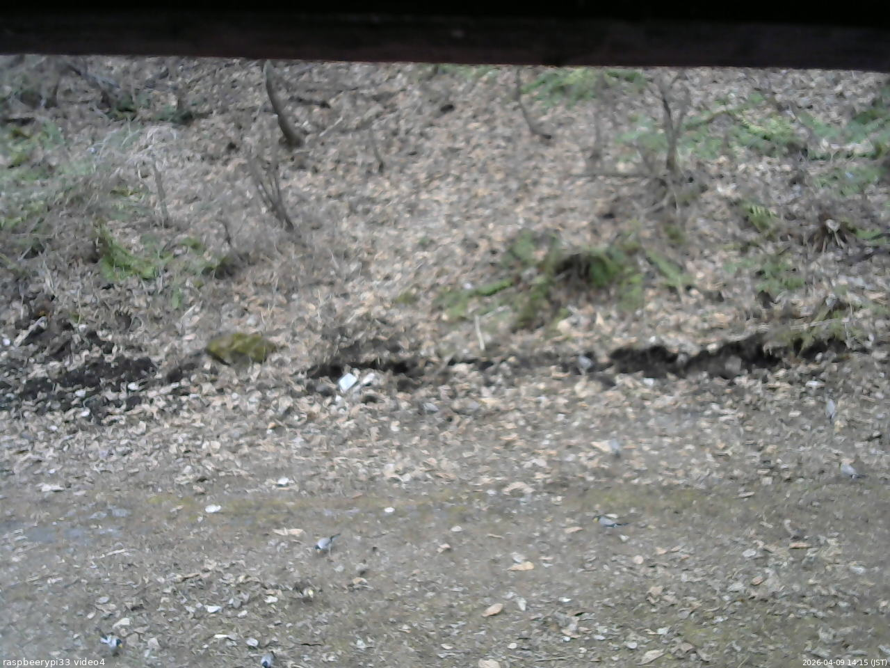 長野県菅平高原 ゆたか山荘 東側(坂下) 2026/04/09 14:15