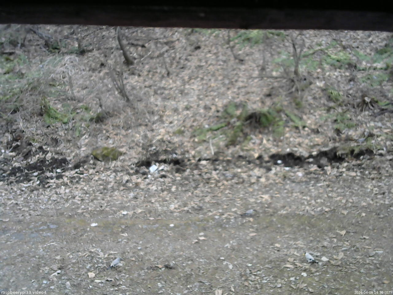 長野県菅平高原 ゆたか山荘 東側(坂下) 2026/04/09 14:30