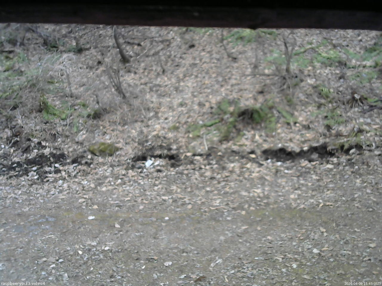長野県菅平高原 ゆたか山荘 東側(坂下) 2026/04/09 15:45
