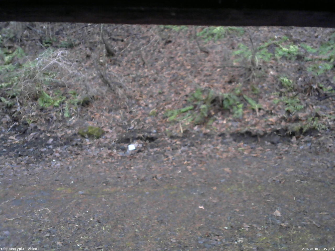 長野県菅平高原 ゆたか山荘 東側(坂下) 2026/04/10 05:45