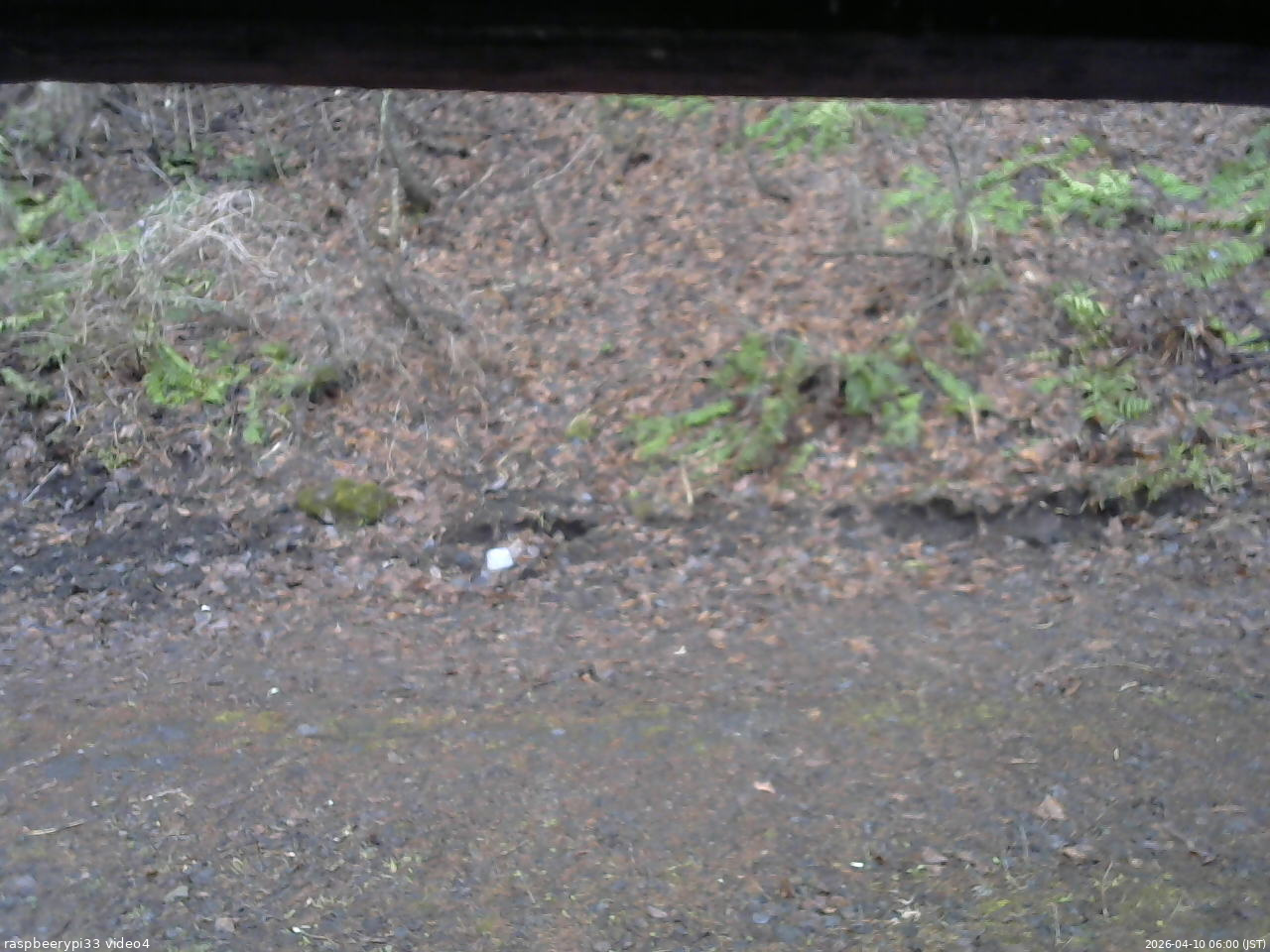 長野県菅平高原 ゆたか山荘 東側(坂下) 2026/04/10 06:00