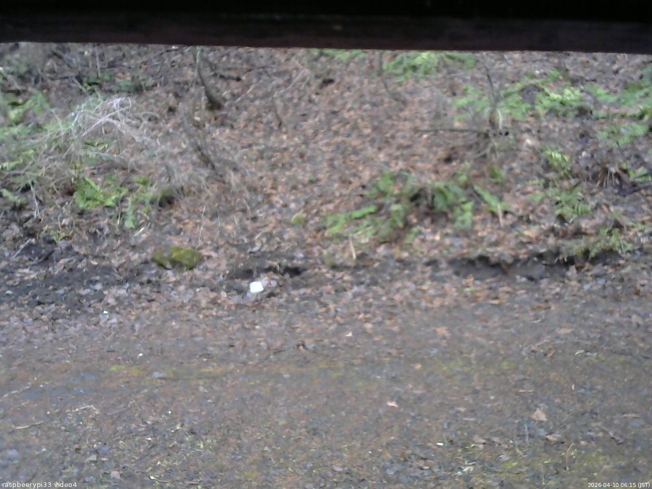 長野県菅平高原 ゆたか山荘 東側(坂下) 2026/04/10 06:15