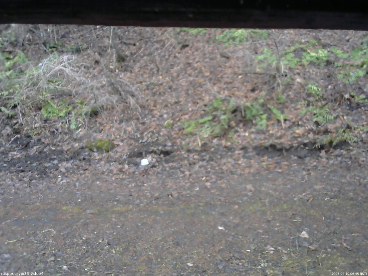 長野県菅平高原 ゆたか山荘 東側(坂下) 2026/04/10 06:45