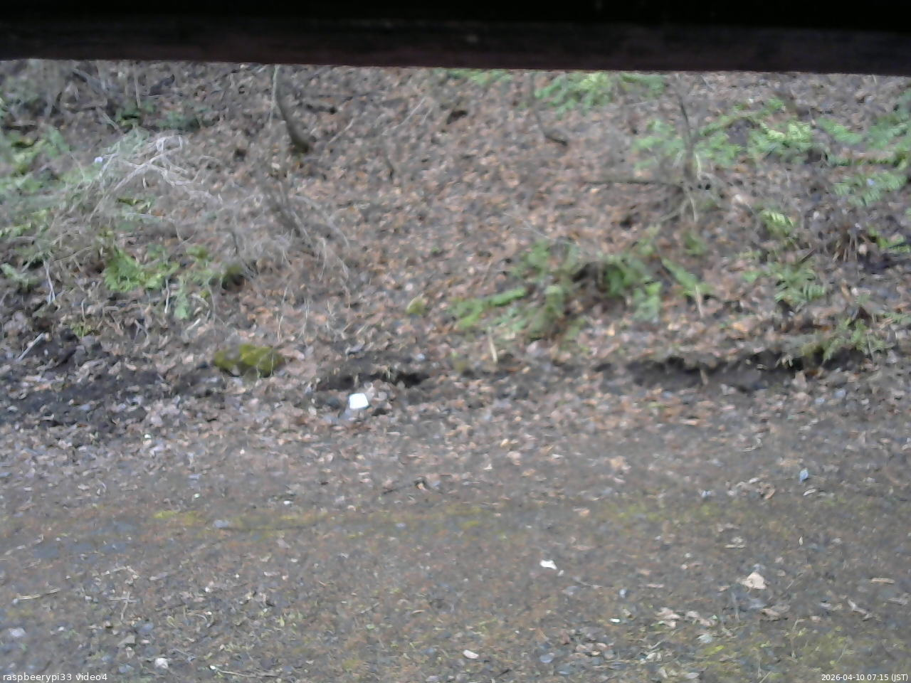 長野県菅平高原 ゆたか山荘 東側(坂下) 2026/04/10 07:15