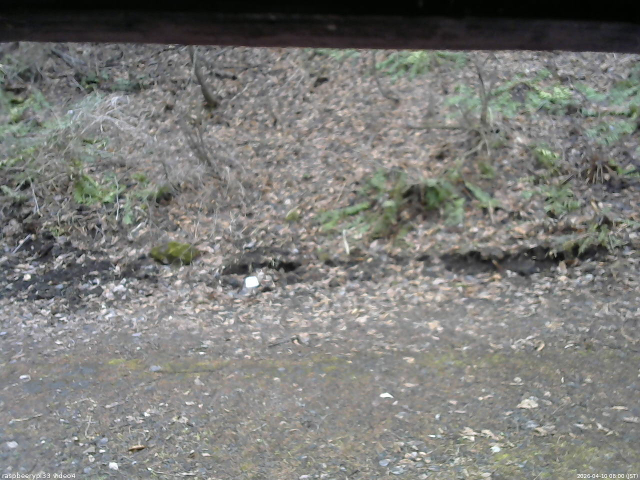 長野県菅平高原 ゆたか山荘 東側(坂下) 2026/04/10 08:00