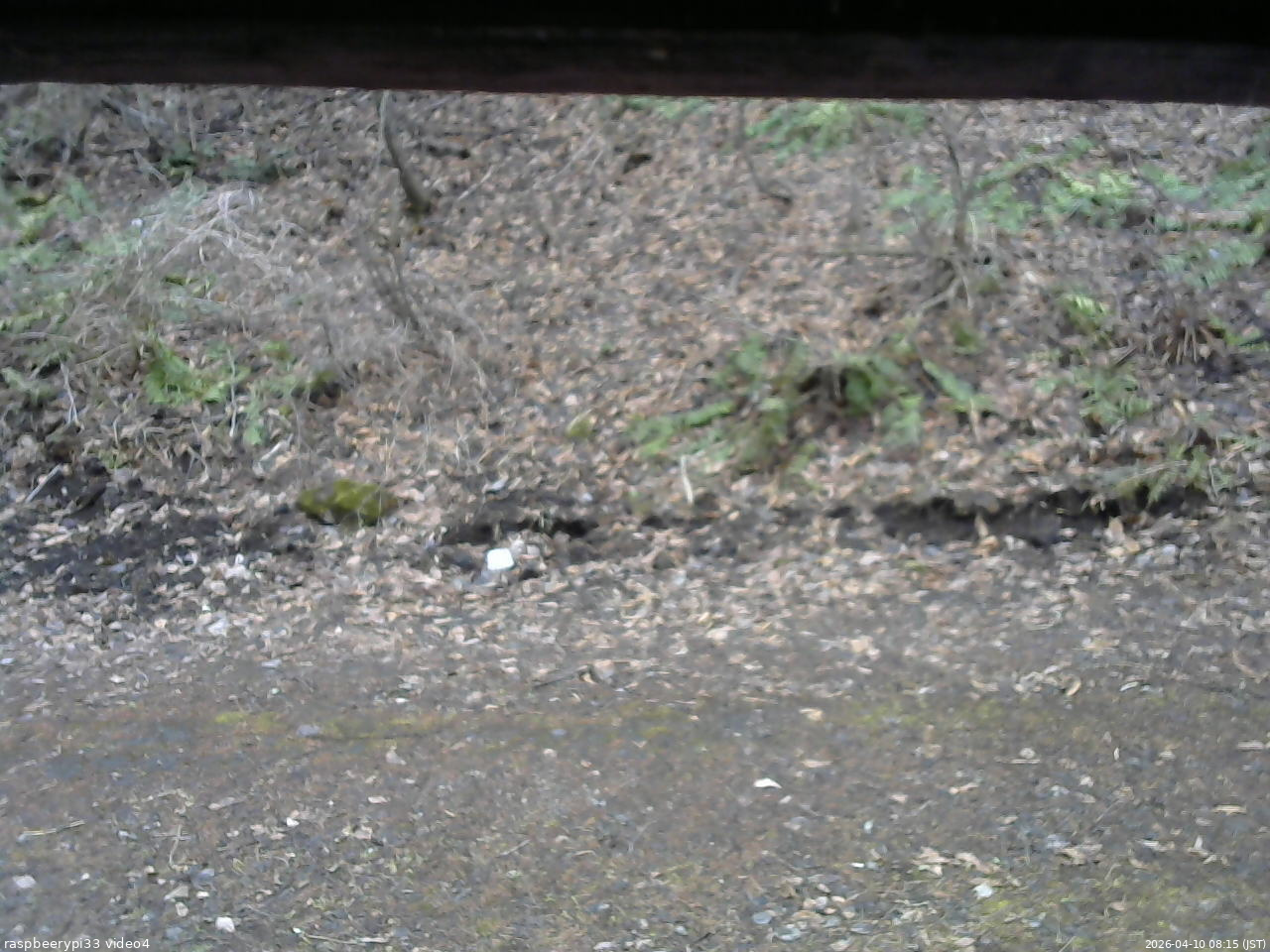 長野県菅平高原 ゆたか山荘 東側(坂下) 2026/04/10 08:15