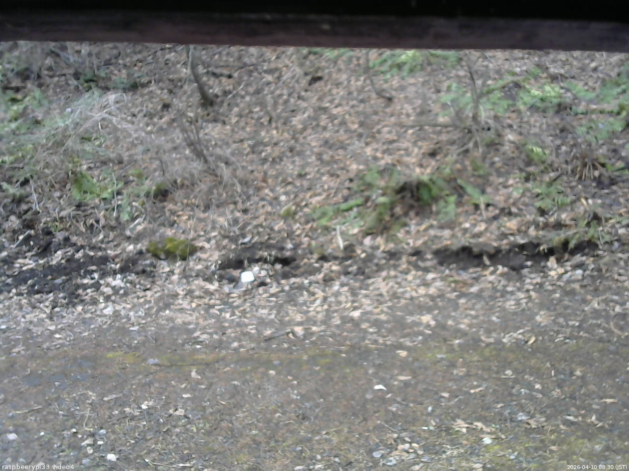 長野県菅平高原 ゆたか山荘 東側(坂下) 2026/04/10 08:30