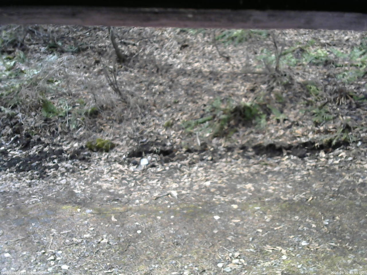 長野県菅平高原 ゆたか山荘 東側(坂下) 2026/04/10 08:45