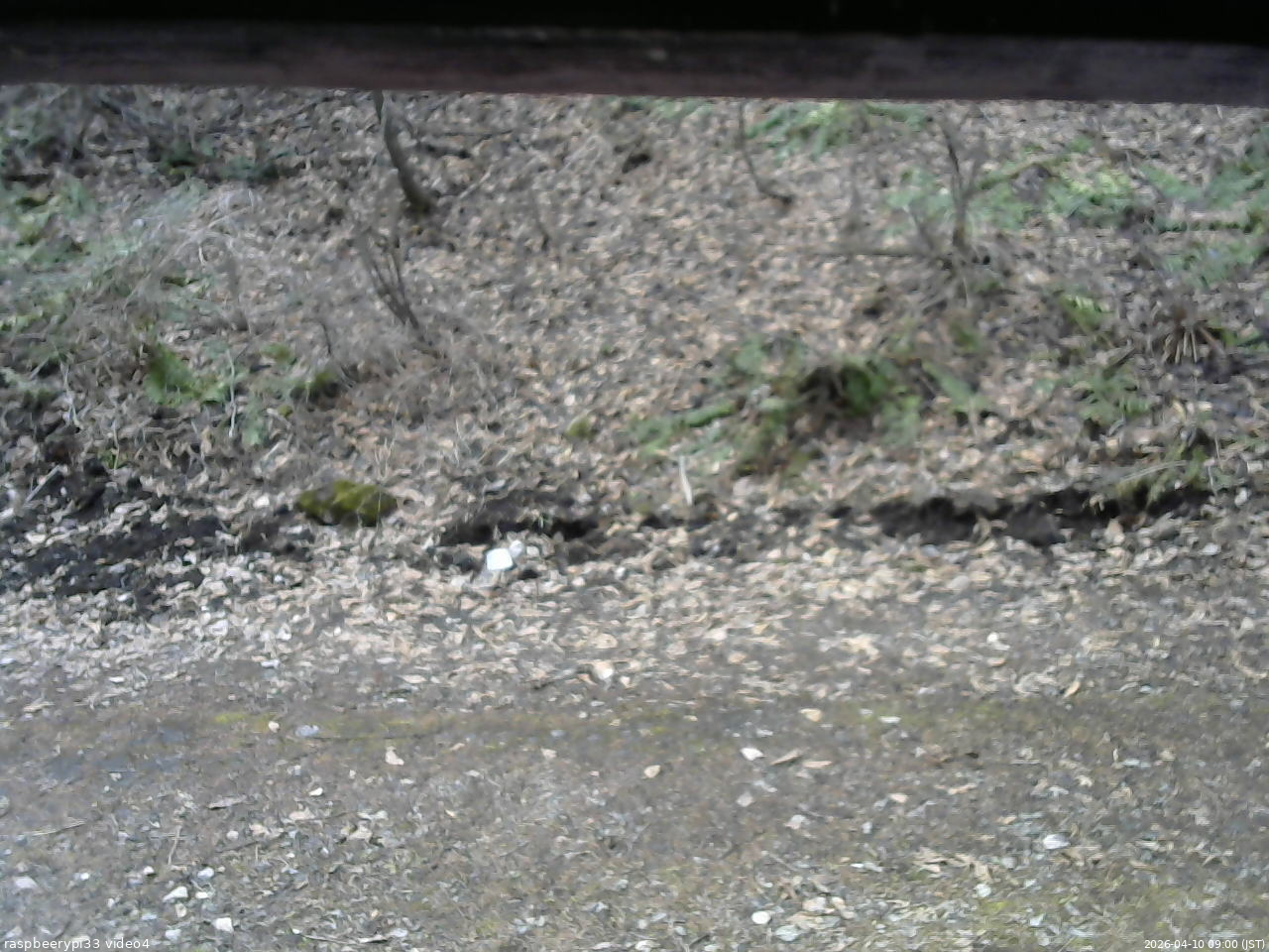 長野県菅平高原 ゆたか山荘 東側(坂下) 2026/04/10 09:00
