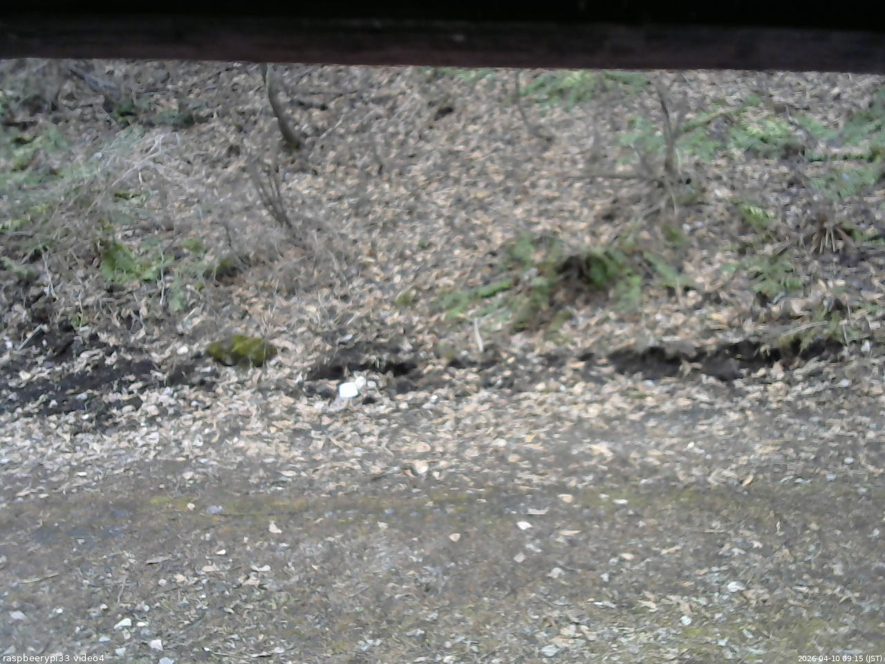 長野県菅平高原 ゆたか山荘 東側(坂下) 2026/04/10 09:15