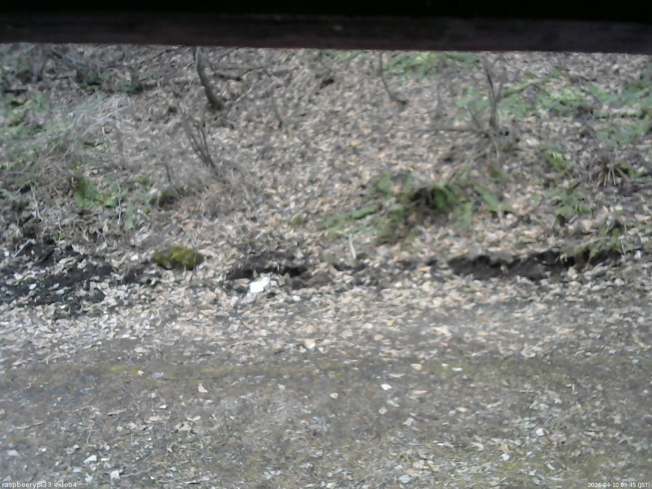 長野県菅平高原 ゆたか山荘 東側(坂下) 2026/04/10 09:45