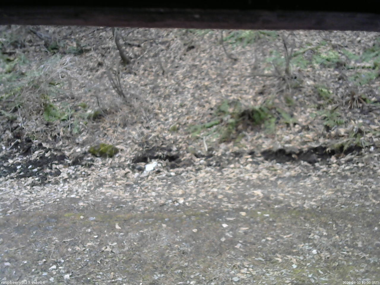 長野県菅平高原 ゆたか山荘 東側(坂下) 2026/04/10 10:00