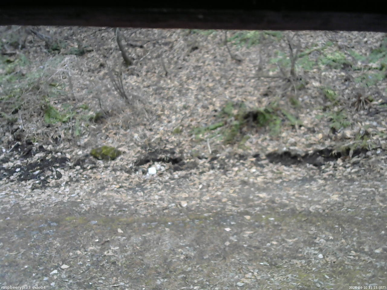 長野県菅平高原 ゆたか山荘 東側(坂下) 2026/04/10 11:15