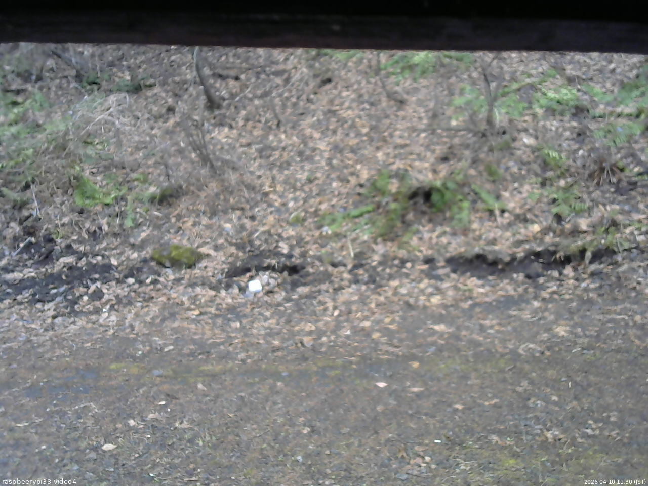 長野県菅平高原 ゆたか山荘 東側(坂下) 2026/04/10 11:30