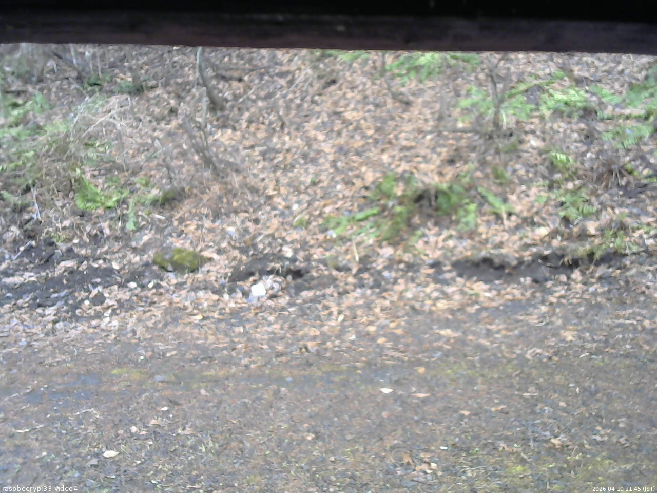 長野県菅平高原 ゆたか山荘 東側(坂下) 2026/04/10 11:45