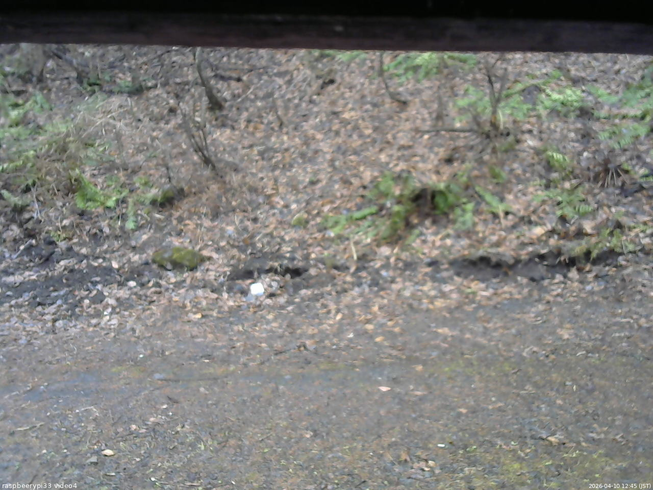 長野県菅平高原 ゆたか山荘 東側(坂下) 2026/04/10 12:45