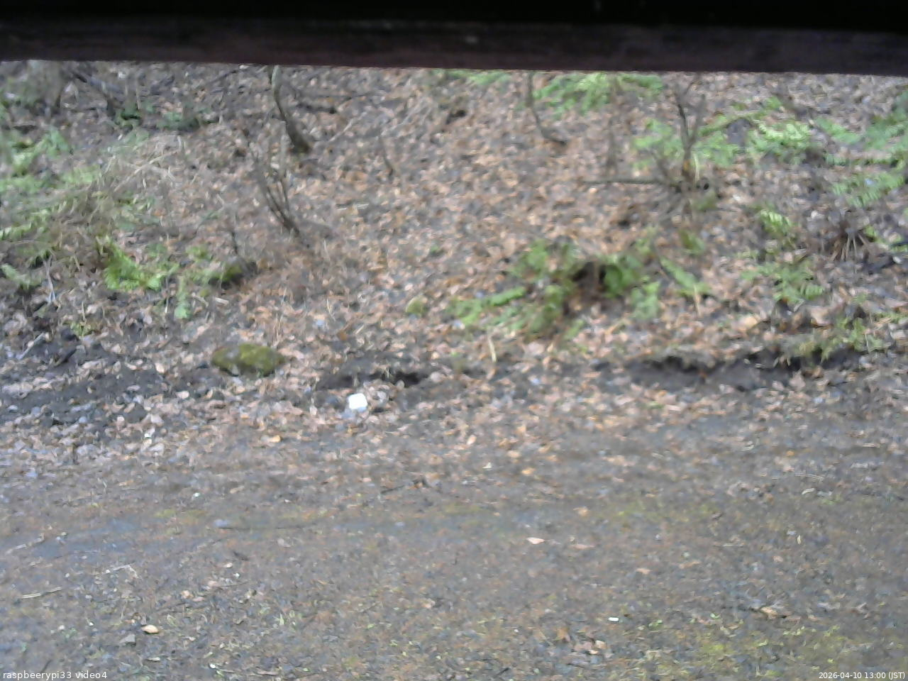 長野県菅平高原 ゆたか山荘 東側(坂下) 2026/04/10 13:00