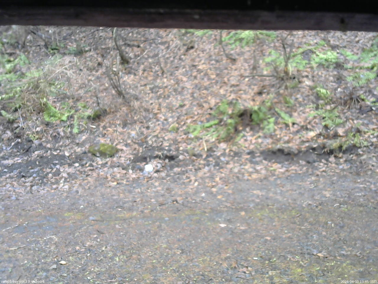 長野県菅平高原 ゆたか山荘 東側(坂下) 2026/04/10 13:45