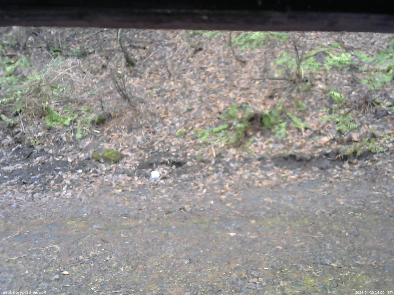 長野県菅平高原 ゆたか山荘 東側(坂下) 2026/04/10 14:00