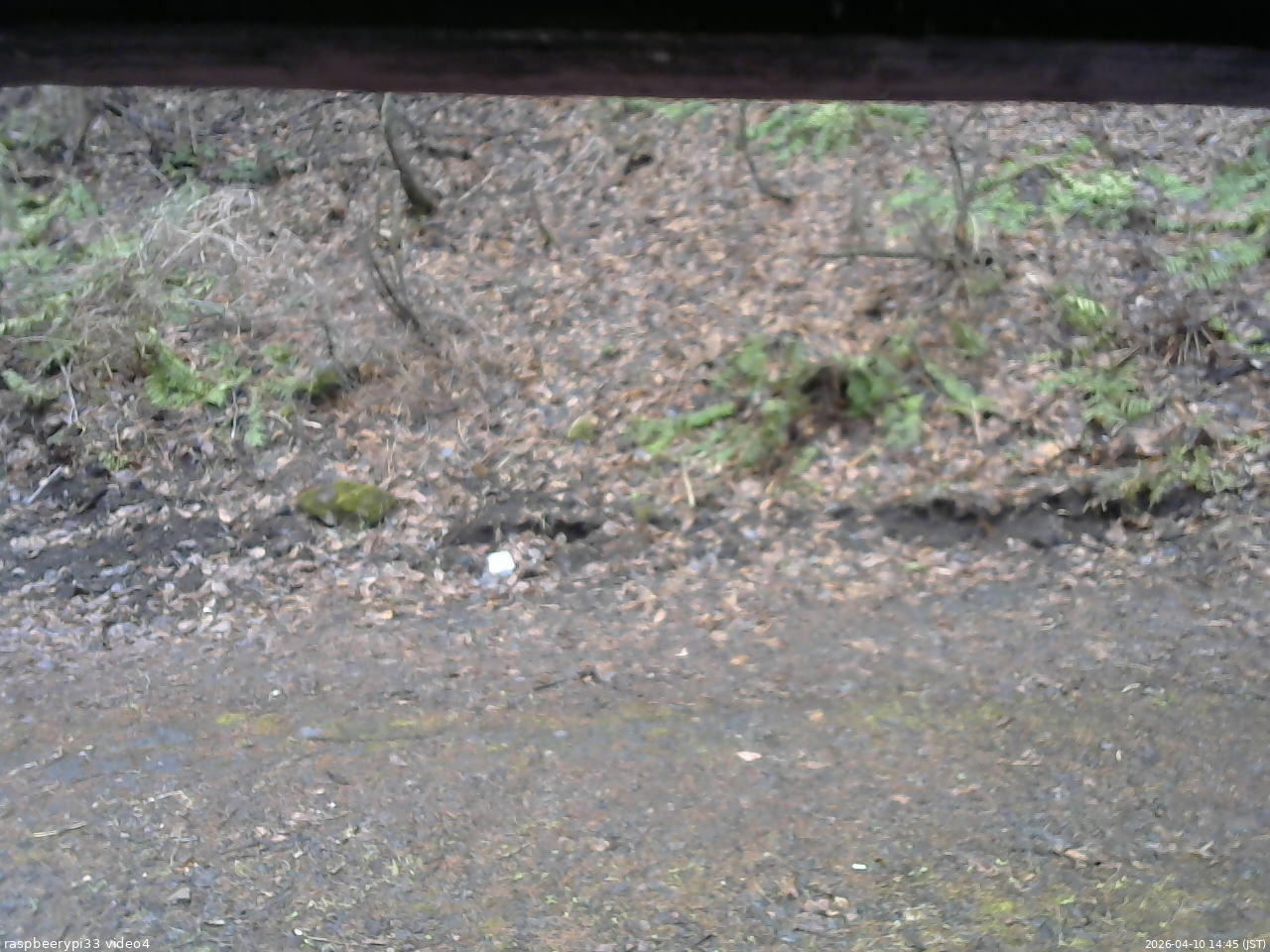 長野県菅平高原 ゆたか山荘 東側(坂下) 2026/04/10 14:45