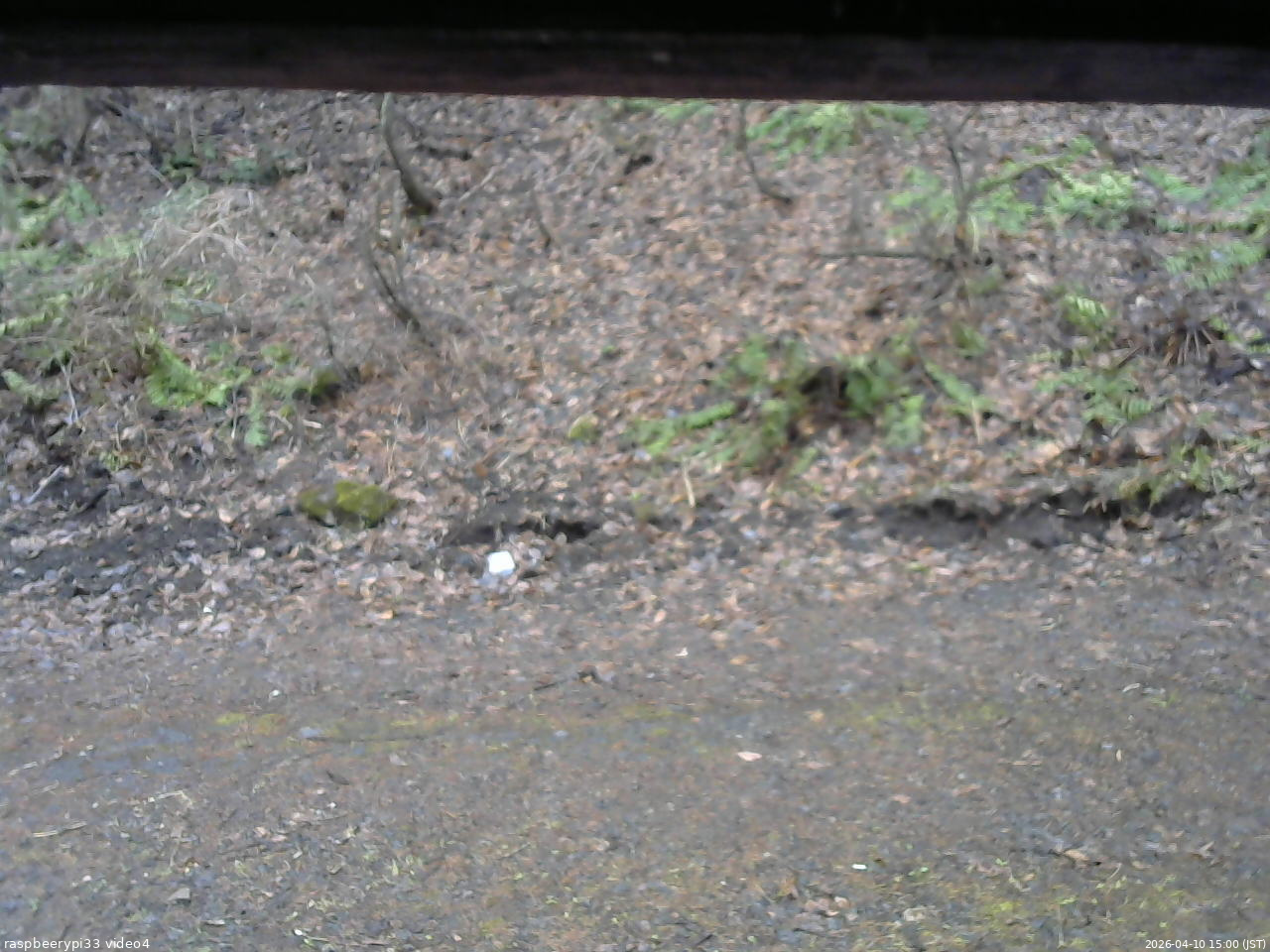 長野県菅平高原 ゆたか山荘 東側(坂下) 2026/04/10 15:00