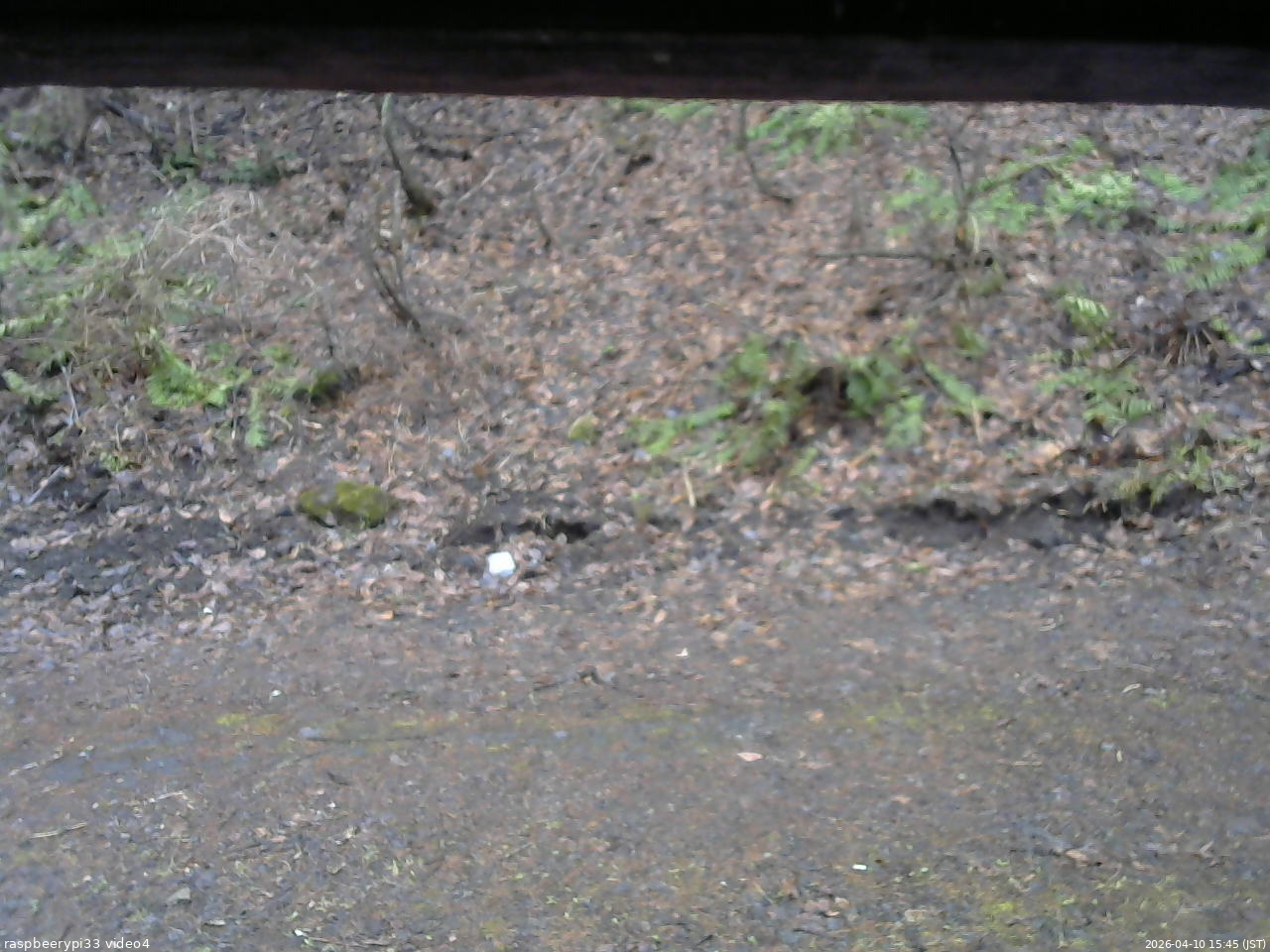 長野県菅平高原 ゆたか山荘 東側(坂下) 2026/04/10 15:45