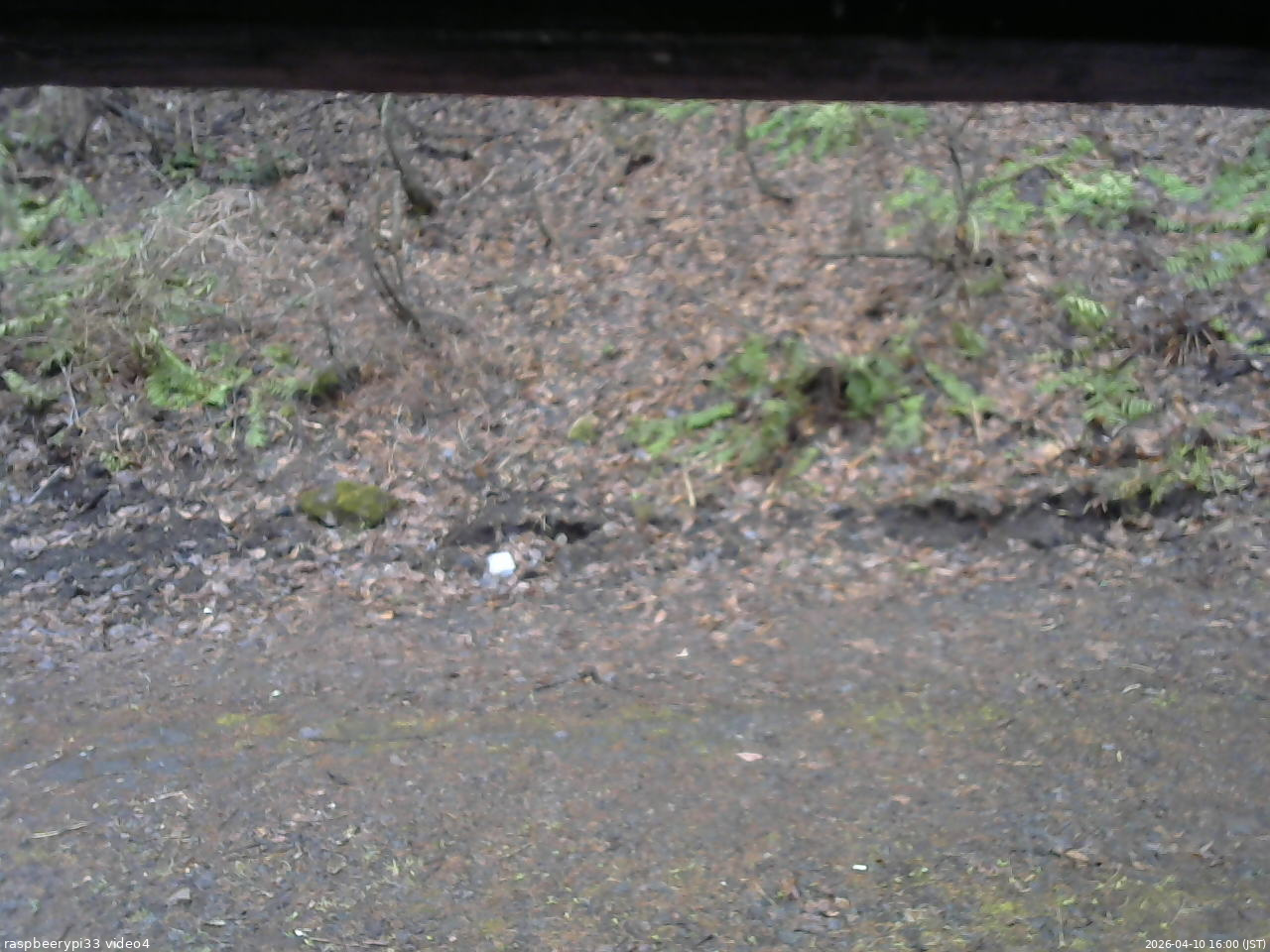 長野県菅平高原 ゆたか山荘 東側(坂下) 2026/04/10 16:00