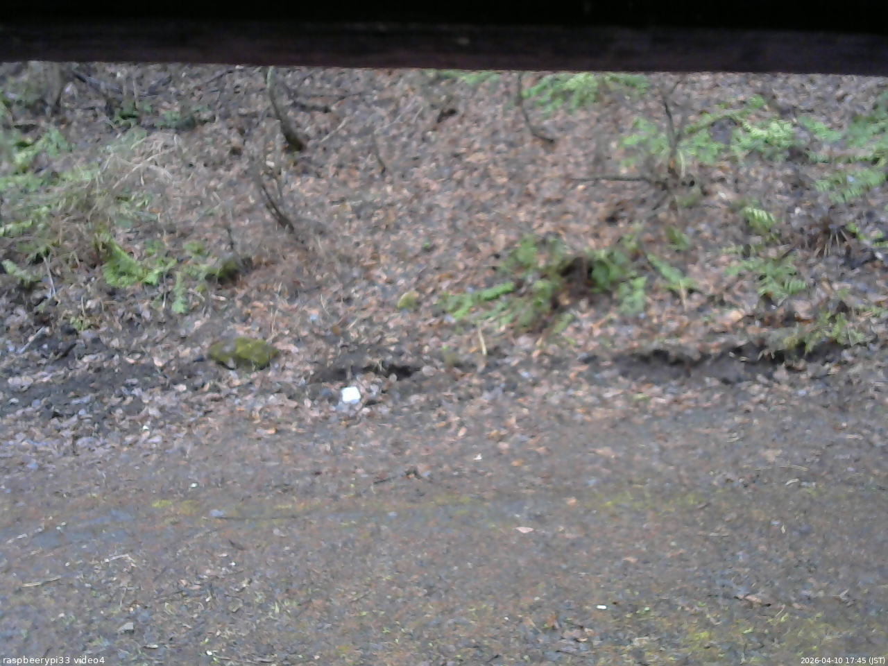 長野県菅平高原 ゆたか山荘 東側(坂下) 2026/04/10 17:45