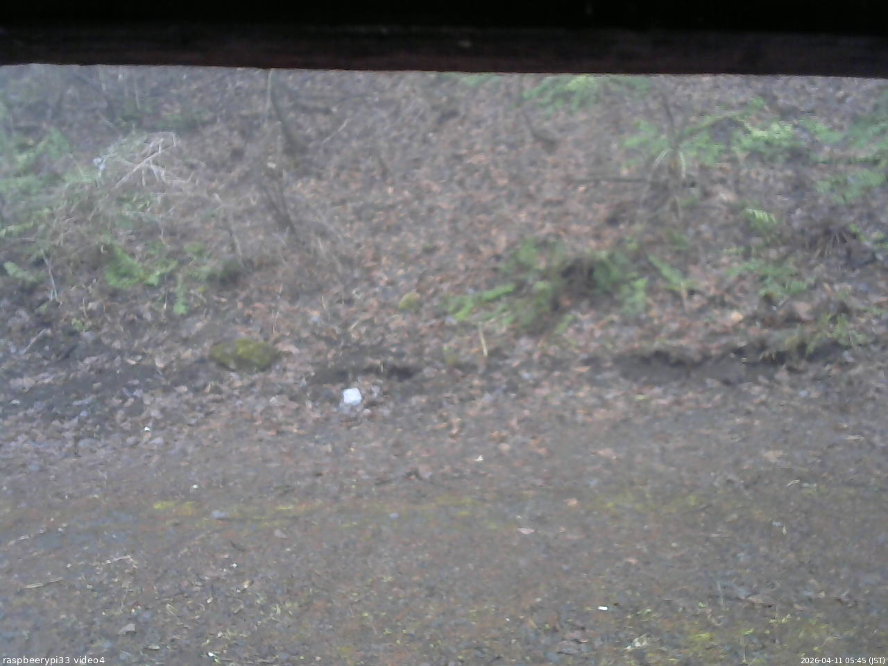 長野県菅平高原 ゆたか山荘 東側(坂下) 2026/04/11 05:45