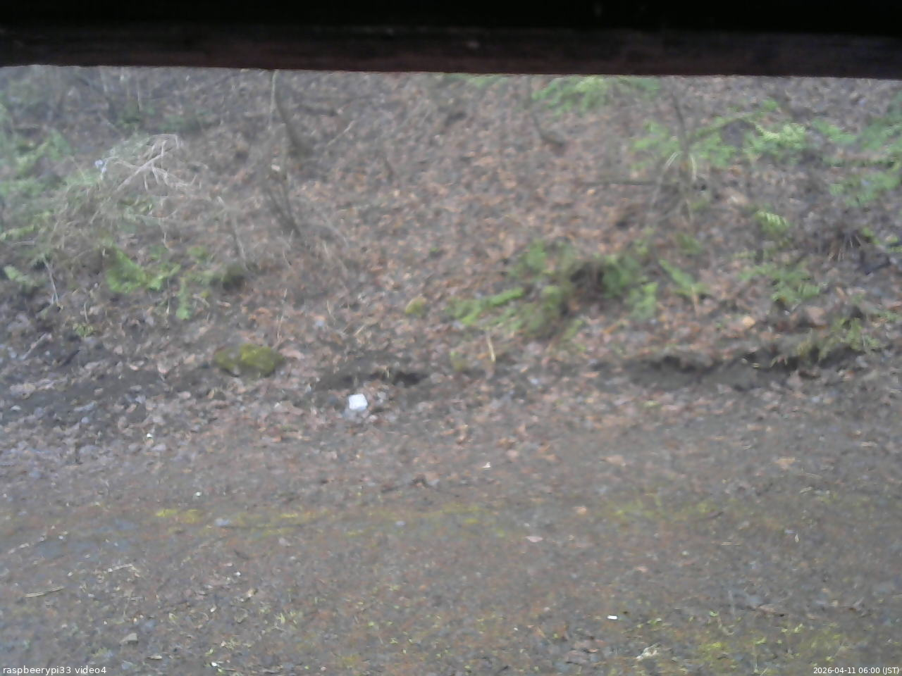 長野県菅平高原 ゆたか山荘 東側(坂下) 2026/04/11 06:00