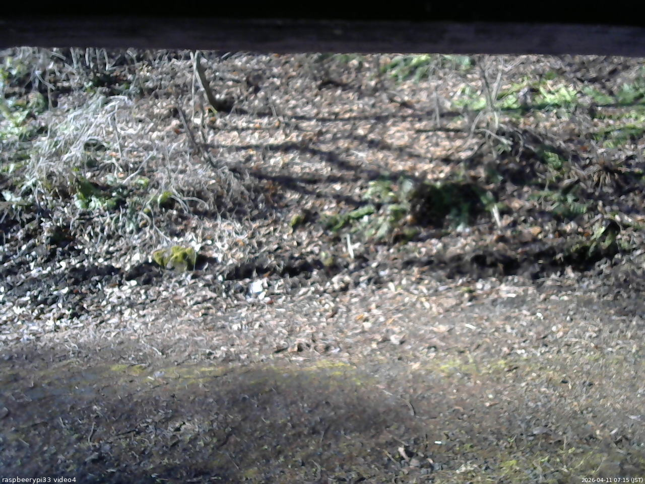 長野県菅平高原 ゆたか山荘 東側(坂下) 2026/04/11 07:15