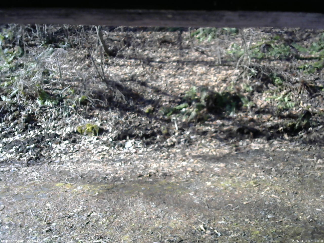 長野県菅平高原 ゆたか山荘 東側(坂下) 2026/04/11 07:30