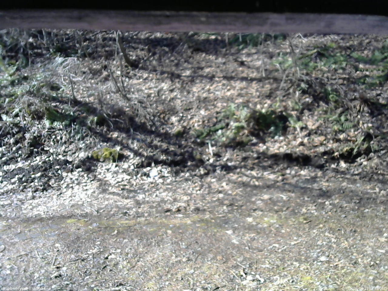 長野県菅平高原 ゆたか山荘 東側(坂下) 2026/04/11 07:45