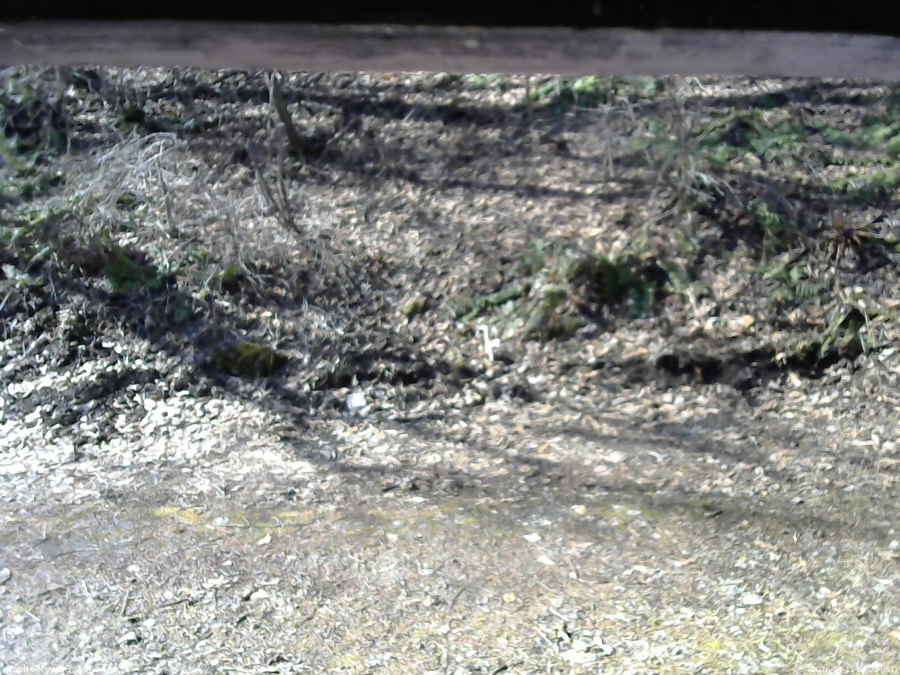 長野県菅平高原 ゆたか山荘 東側(坂下) 2026/04/11 08:00