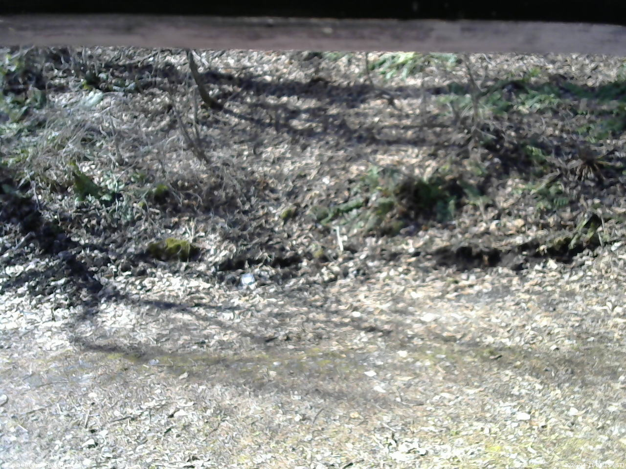 長野県菅平高原 ゆたか山荘 東側(坂下) 2026/04/11 08:15