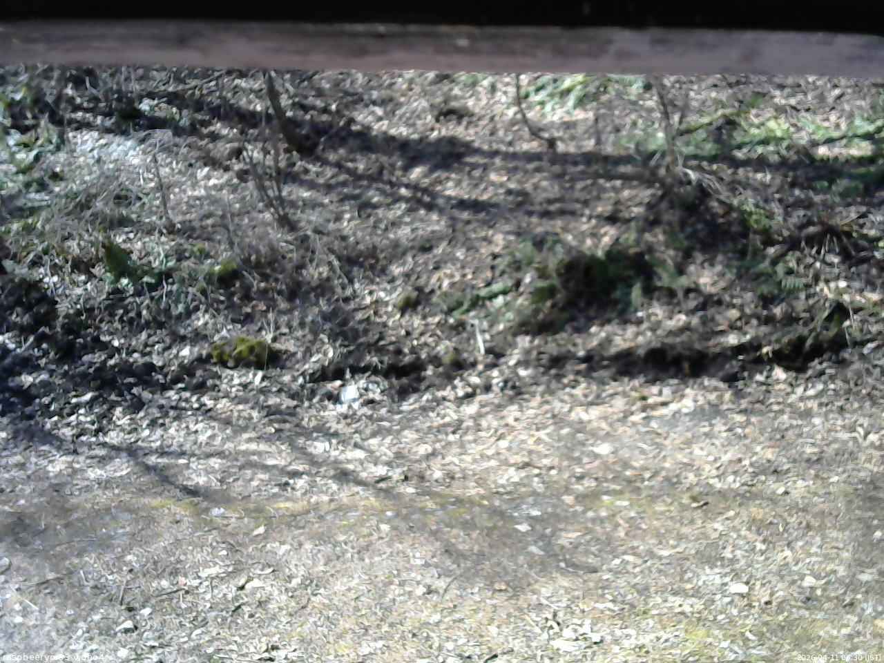 長野県菅平高原 ゆたか山荘 東側(坂下) 2026/04/11 08:30